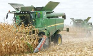 Україна завершує жнива 2025: зібрано понад 52 млн тонн зернових та олійних культур